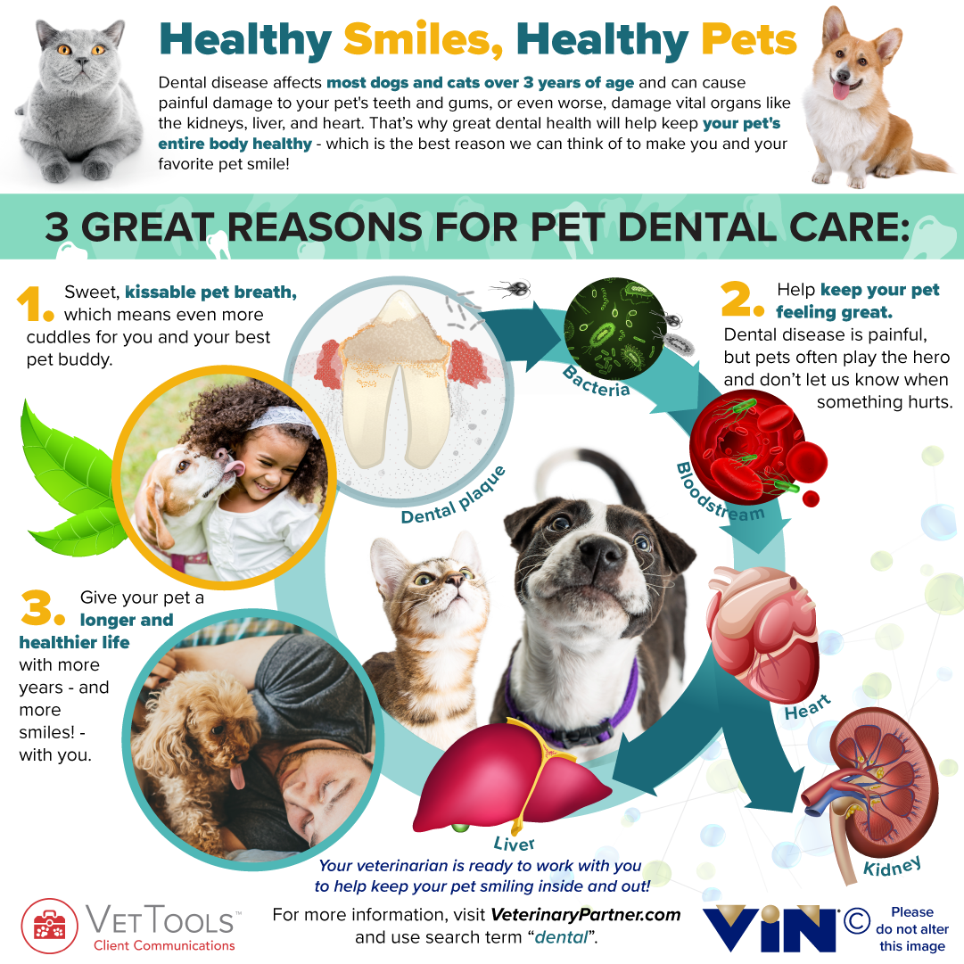 Pet Dental Care Banner